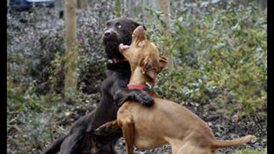 Dog Fighting