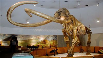 Skeleton of Columbian mammoth in the George C. Page Museum at the La Brea Tar Pits, Los Angeles, California, Photo courtesy of Wikicommons.
