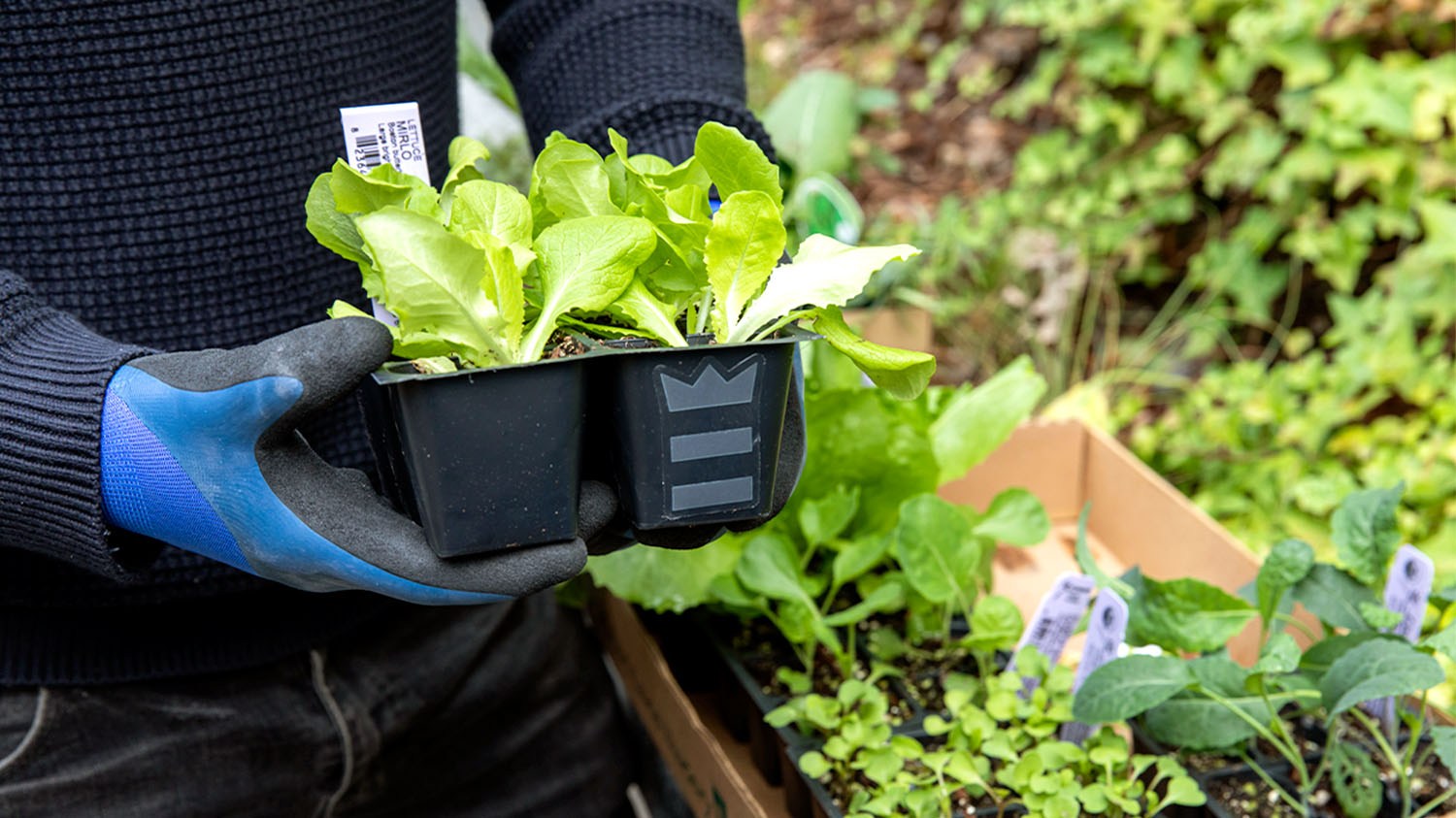 Alvina Wang/BestReviews / Vegetables to plant in spring