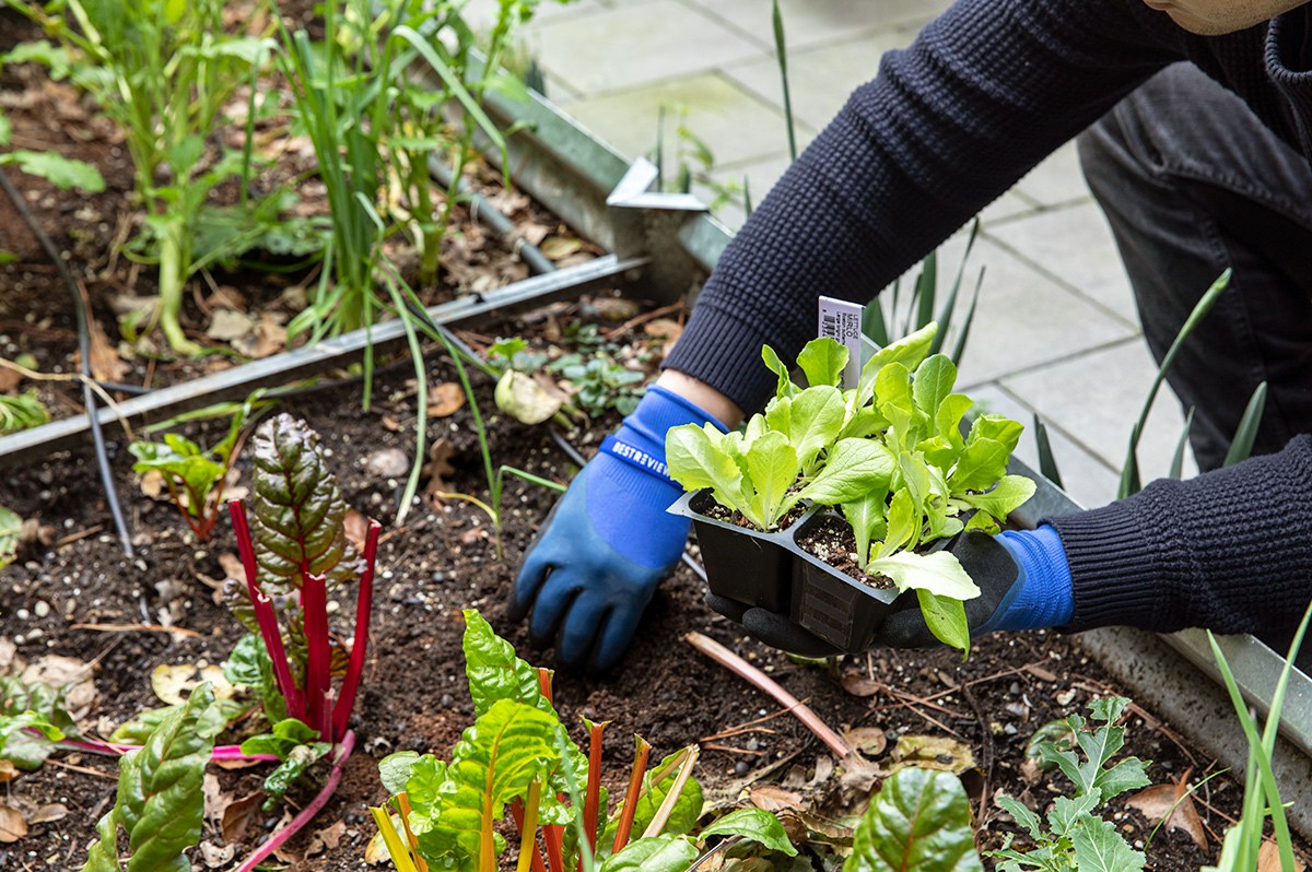 Alvina Wong/BestReviews / What do you need for spring gardening?